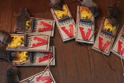 rodent trapping